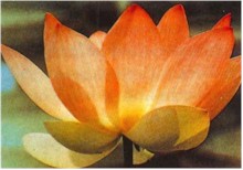 National Flower - Lotus 