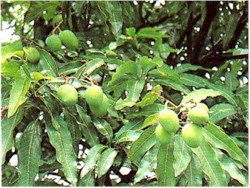 National Fruit - Mango